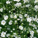 Jammas5 Baby's Breath- (Gyposophila Elegans)- white- 500 Seeds -