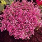 Jammas5 Baby's Breath- (Gyposophila Elegans)- Red- 100 Seeds -