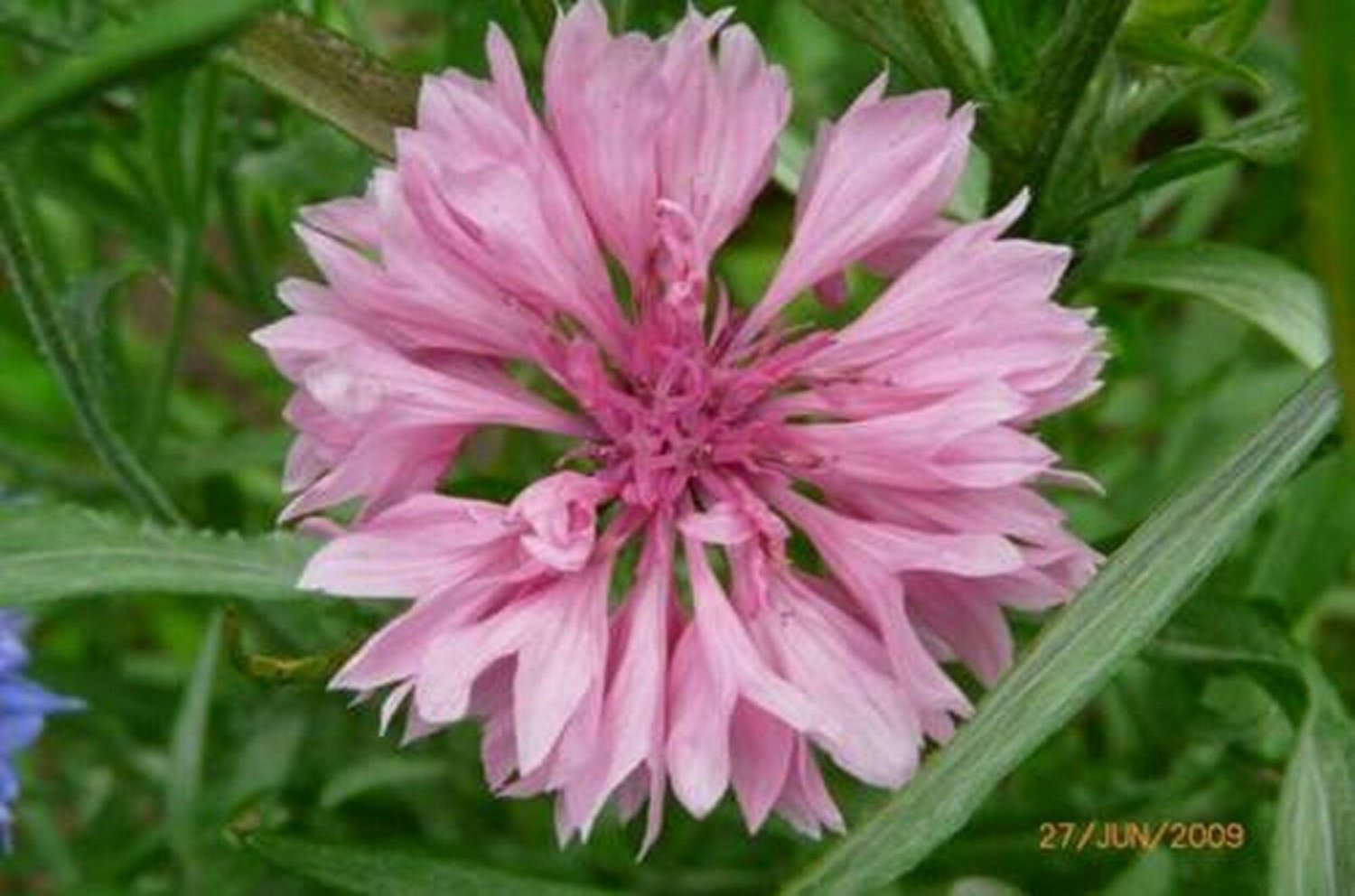 Jammas5 Bachelor Button- Centaurea Cyanus Pink-200 Seeds -