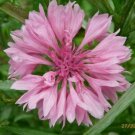 Jammas5 Bachelor Button- Centaurea Cyanus Pink-200 Seeds -