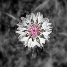 Jammas5 Bachelor Button- Centaurea Cyanus -White- 200 Seeds -