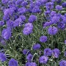 Jammas5 Bachelor Button- Centaurea Cyanus -Blue- 200 Seeds -