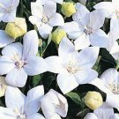 Jammas5 Balloon flower- (Platycodon Grandiflorus) White- 25 Seeds -