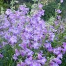 Jammas5 Penstemon- Lavender- 50 Seeds