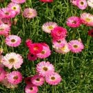 Jammas5 Paper Daisy- Rose- 50 Seeds