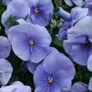 Jammas5 Pansy (Viola x Wittrockiana Clear Crystals Light Blue)- 50 Seeds