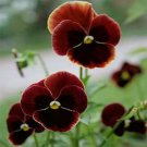 Jammas5 Pansy (Viola x Wittrockiana Swiss Giant Claret)- 50 Seeds