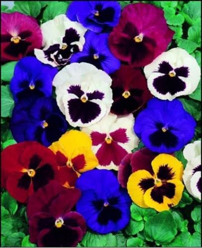 Jammas5 Pansy ( Swiss Giant Mixed colors- 50 Seeds