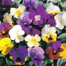 Jammas5 Pansy (Viola Wittrockiana Swiss Giant Velvet Mix)- 50 Seeds