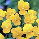 Jammas5 Pansy (Viola Wittrockiana Clear Crystals Yellow) - 50 Seeds