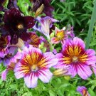 Jammas5 Painted Tongue- Salpiglossis- 100 Seeds