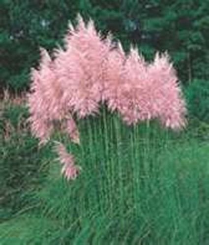 Jammas5 Pampas Grass- Pink (Cortaderia selloana)- 100 Seeds