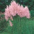 Jammas5 Pampas Grass- Pink (Cortaderia selloana)- 100 Seeds