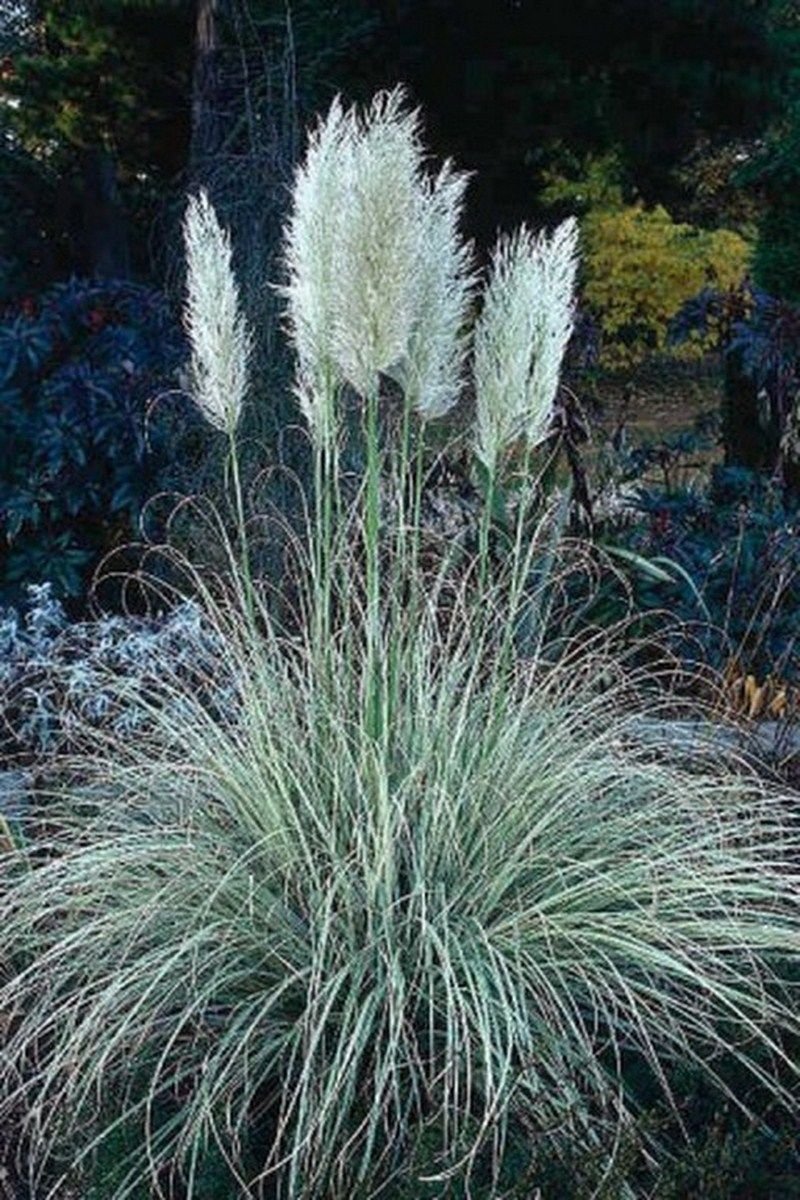 Jammas5 Pampas Grass- White (Cortaderia selloana)- 100 Seeds