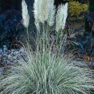 Jammas5 Pampas Grass- White (Cortaderia selloana)- 100 Seeds