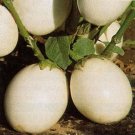 Jammas5 Ornamental Eggplant (Solanum Melongena Golden Eggs)- 50 Seeds