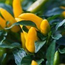Jammas5 Ornamental Pepper (Capsicum Annuum Goldfinger)- 50 Seeds