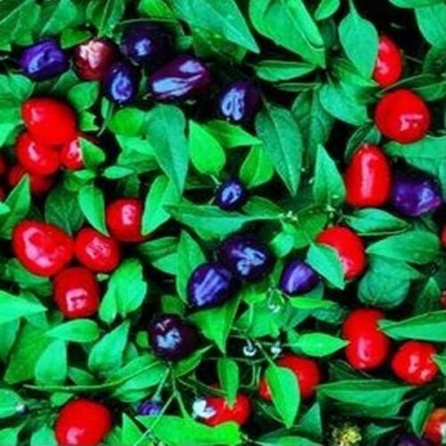 Jammas5 Ornamental Pepper (Capsicum Annuum Filius Blue)- 50 Seeds