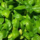 Jammas5 Basil Genovese (Ocimum Basilicum)- 100 Seeds