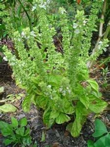 Jammas5 Basil- Lemon- (Ocimum Basilicum Citriodorum) -200 Seeds
