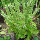 Jammas5 Basil- Lemon- (Ocimum Basilicum Citriodorum) -200 Seeds