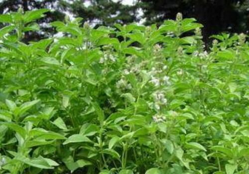 Jammas5 Basil- Lime- (Ocimum Basilicum ) -200 Seeds