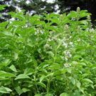 Jammas5 Basil- Lime- (Ocimum Basilicum ) -200 Seeds