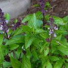 Jammas5 Basil (Ocimum Basilicum)- Cinnamon- 100 Seeds