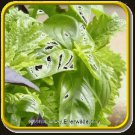 Jammas5 Basil (Ocimum Basilicum)- Clove- 50 Seeds