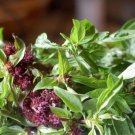 Jammas5 Basil (Ocimum Basilicum)- Licorice- 100 Seeds