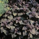 Jammas5 Beefsteak Plant- Perilla- 50 Seeds -