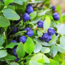Jammas Blueberry (Vaccinium Myrtillus) - 50 Seeds -
