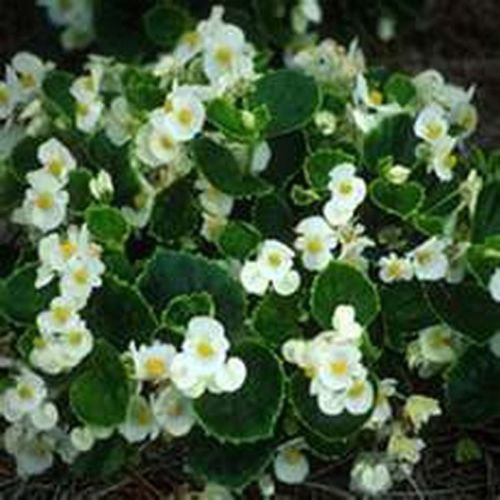 Jammas5 Begonia- Wax (Begonia Semperflorens)- White - 50 Seeds -