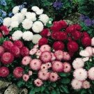 Jammas5 Bellis (Perennis Super Enorma)- Mix - 100 Seeds