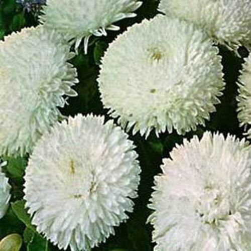 Jammas5 Bellis (Perennis Super Enorma)- White - 100 Seeds
