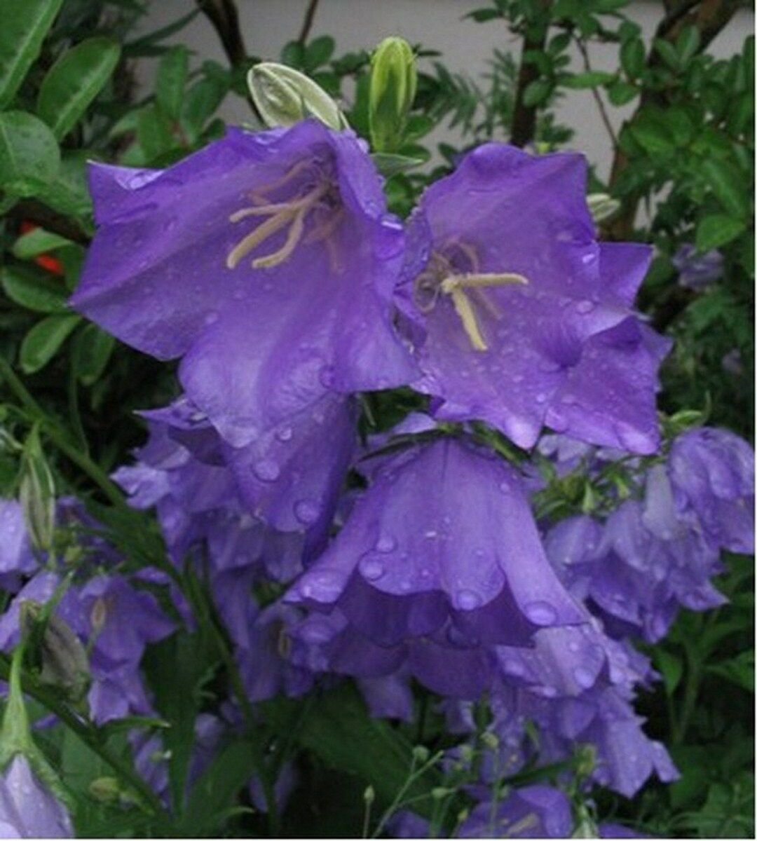Jammas5 Bellflower (Campanula Persicifolia)- Blue- 100 Seeds
