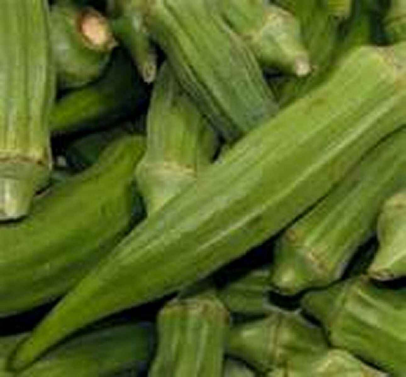 Jammas5 Okra - Clemson Spineless (Abelmoschus Esculentus)- 50 Seeds
