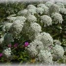 Jammas5 Bishop's Flower (Ammi Majus)- 500 Seeds