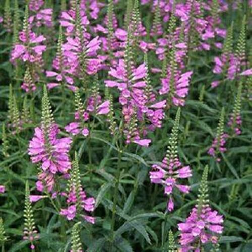 Jammas5 Obedient Plant (Physostegia Virginiana )-Pink- 50 seeds