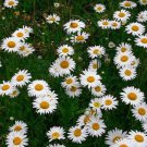 Jammas5 Ox-Eyed Daisy- Chrysanthemum Leucanthemum- 100 seeds