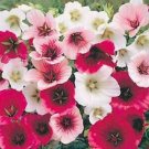 Jammas5 Malope Trifida Mix- 50 Seeds