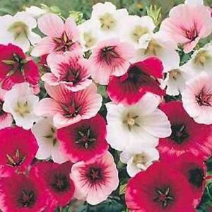 Jammas5 Malope Trifida Mix- 50 Seeds