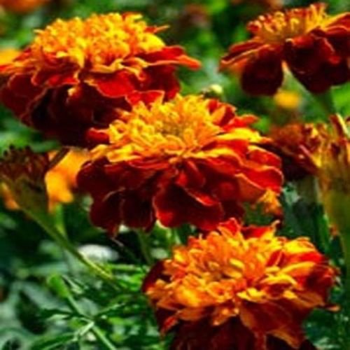 Jammas5 Marigold (Tagetes Patula Nana Champion Flame)- 25 seeds