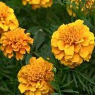 Jammas5 Marigold (Tagetes Erecta Calando Apricot)- 50 Seeds