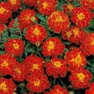 Jammas5 Marigold (Tagetes Patula Nana Double Brocade Red)- 50 Seeds
