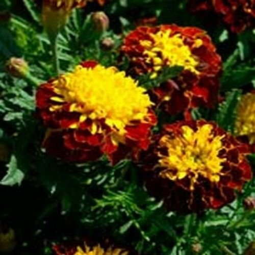 Jammas5 Marigold (Tagetes Patula Nana Champion Harmony)- 25 Seeds