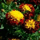 Jammas5 Marigold (Tagetes Patula Nana Champion Harmony)- 25 Seeds
