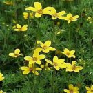 Jammas5 Marigold - Bur (Bidens Aurea)- 50 Seeds