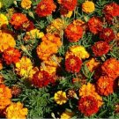 Jammas5 Marigold- Petite French Sparky- 100 Seeds