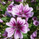 Jammas5 Malva Sylvestris Zebrina- (Hollyhock)- 25 Seeds